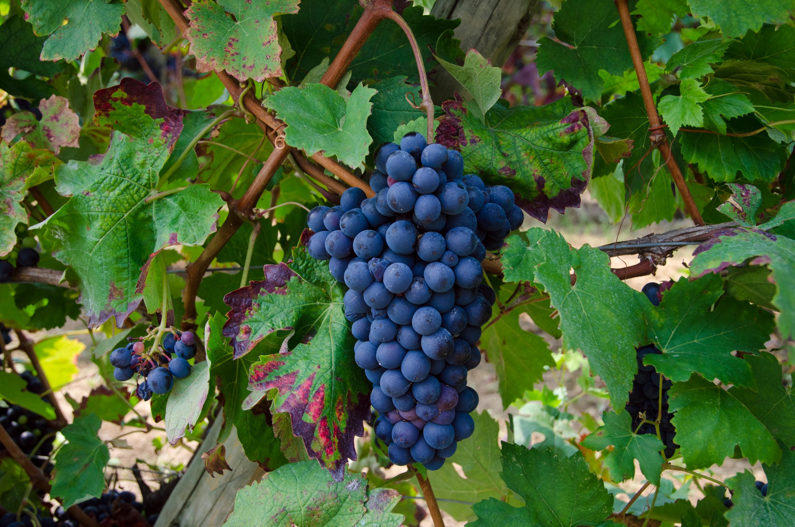 Vine Social: Instead of Forgetting Wine in January, Let’s Talk About ...