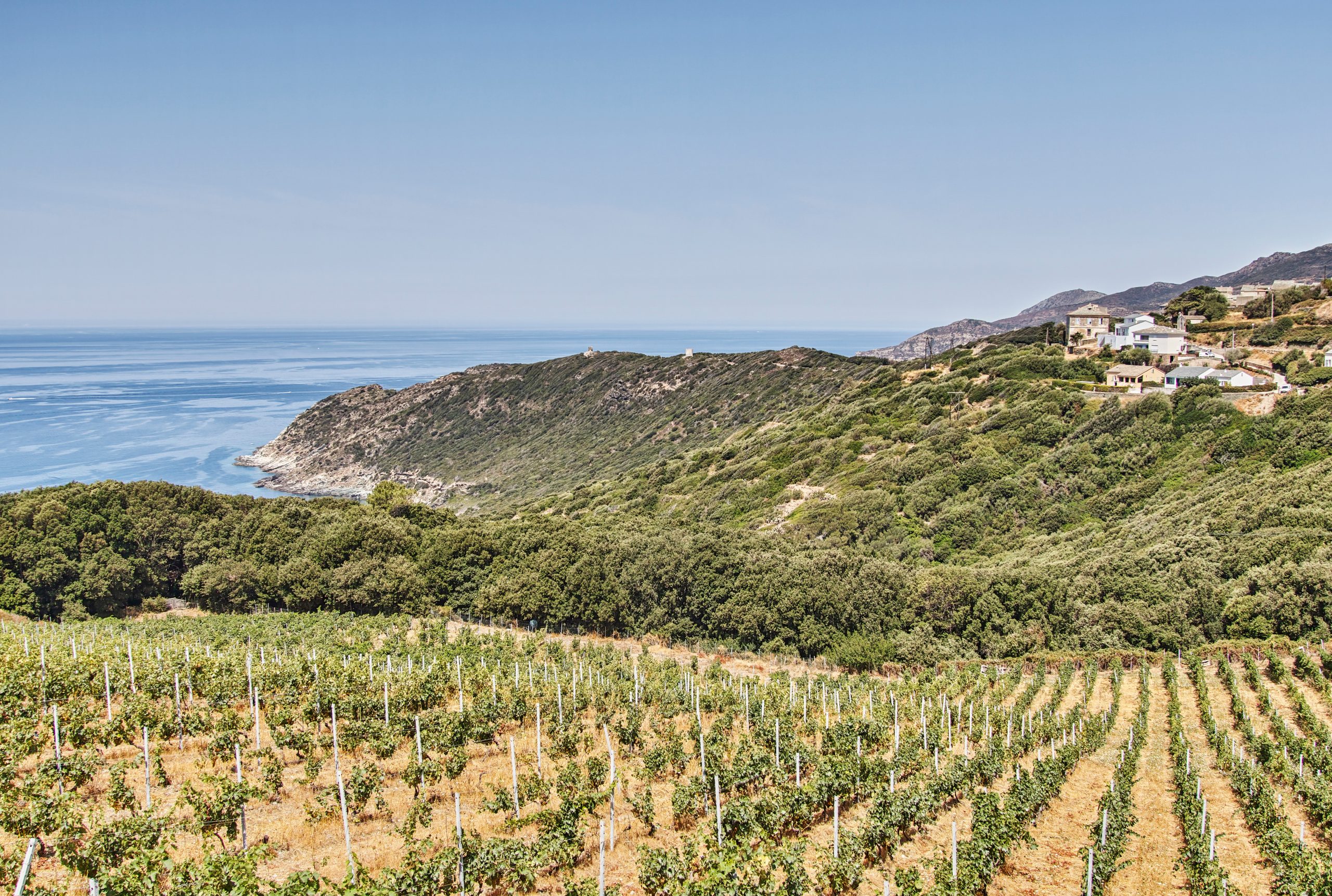 Vine Social: The Mediterranean Island of Corsica Is Producing Amazing Wines That Are Perfect for May in the Desert